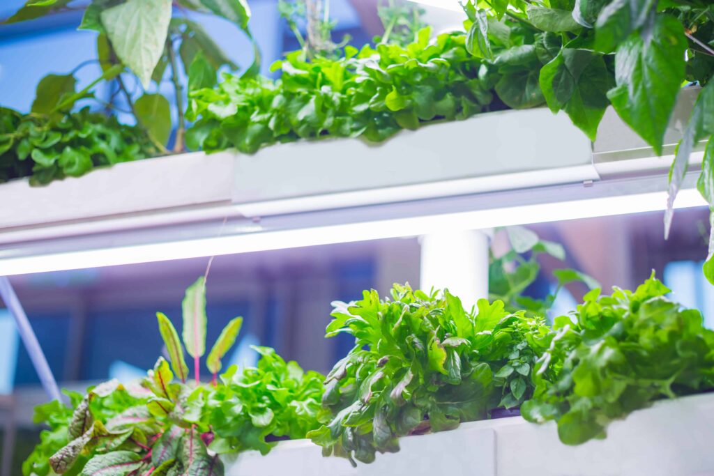 benefits of hydroponic gardening