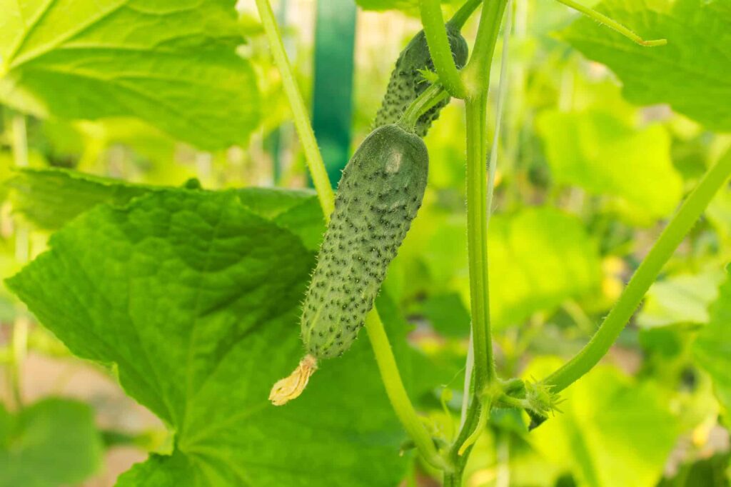 Hydroponic cucumbers light requirements