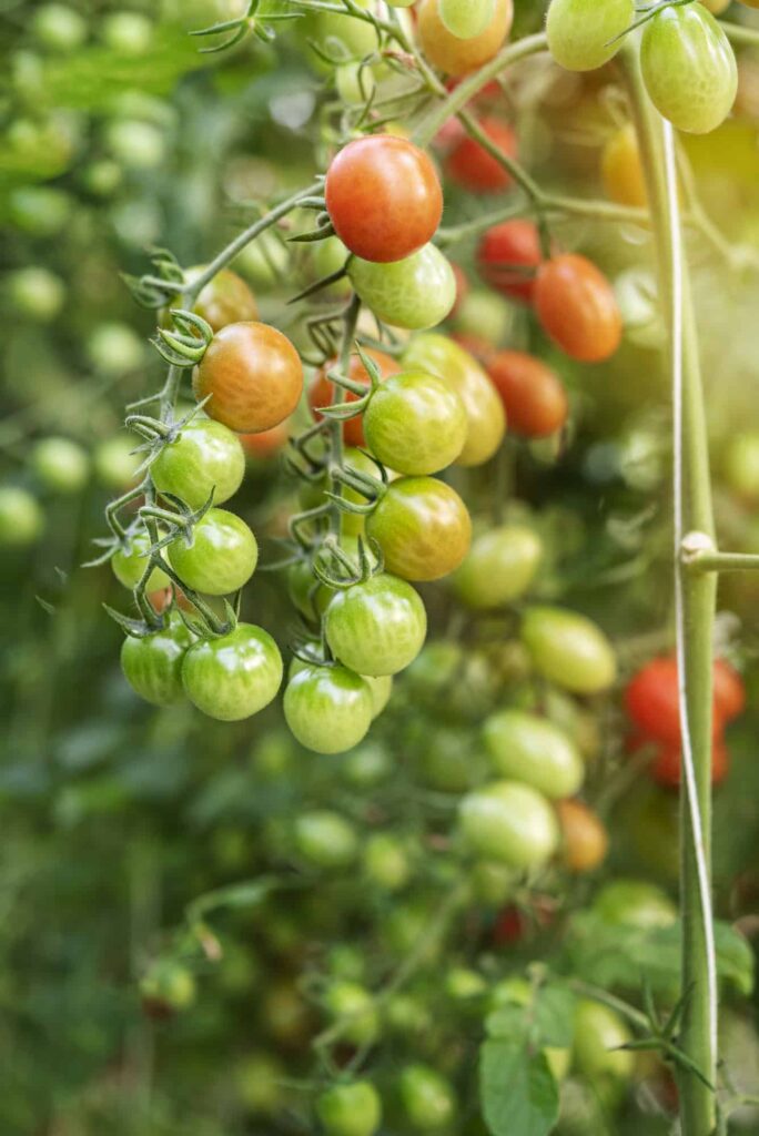 Ripe hydroponic tomatoes